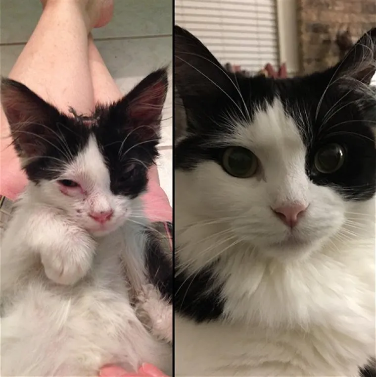 FOTOGRAFIJE GOVORE VI&Scaron;E OD RIJEČI: Pokazali kako su njihovi ljubimci izgledali na dan kad su ih posvojili, a kako izgledaju danas