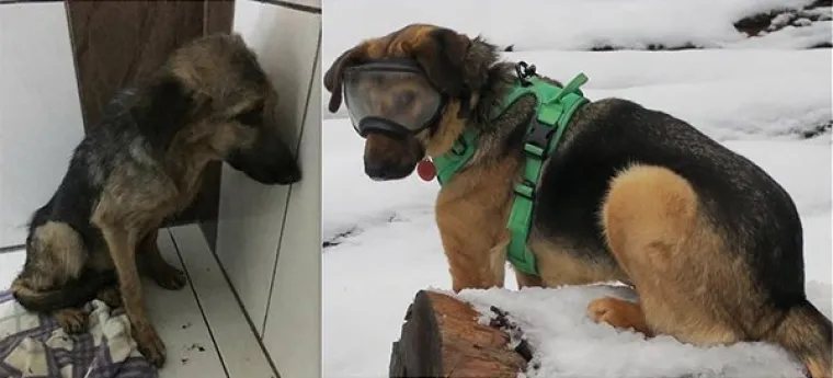 FOTOGRAFIJE GOVORE VI&Scaron;E OD RIJEČI: Pokazali kako su njihovi ljubimci izgledali na dan kad su ih posvojili, a kako izgledaju danas