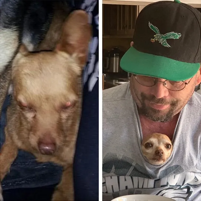 FOTOGRAFIJE GOVORE VI&Scaron;E OD RIJEČI: Pokazali kako su njihovi ljubimci izgledali na dan kad su ih posvojili, a kako izgledaju danas