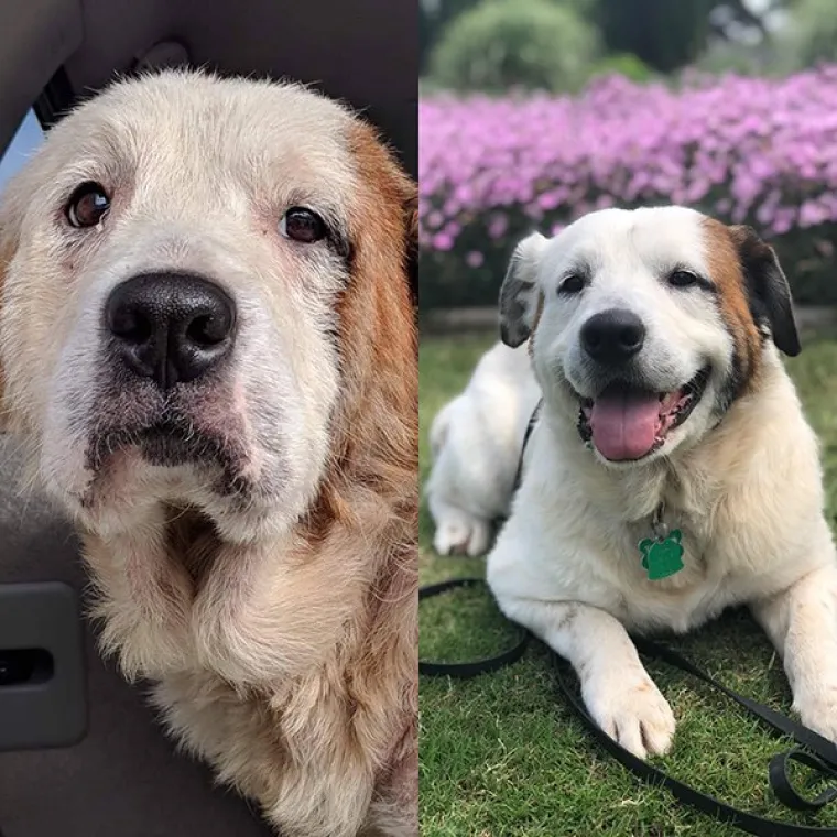 FOTOGRAFIJE GOVORE VI&Scaron;E OD RIJEČI: Pokazali kako su njihovi ljubimci izgledali na dan kad su ih posvojili, a kako izgledaju danas