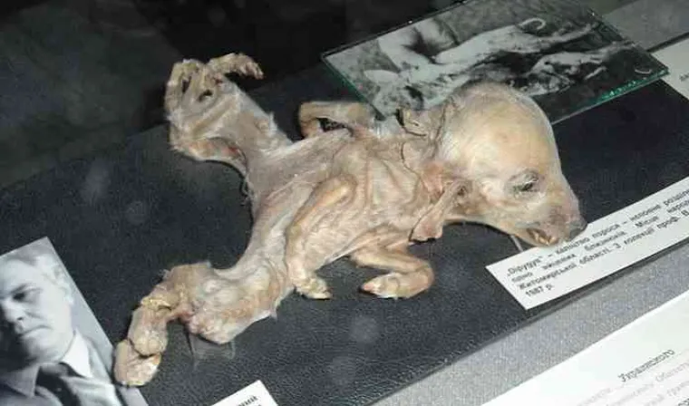 Životinje koje žive u zabranjenoj zoni Černobila izložene su konstantnom oneči&scaron;ćenju i zračenju, osobito biljojedi jer su na tlu razine oneči&scaron;ćenja veće. Tako su zabilježeni slučajevi janjadi s pet nogu, dvoglave ribe, zečevi bez u&scaron;iju, divovski somovi&hellip;