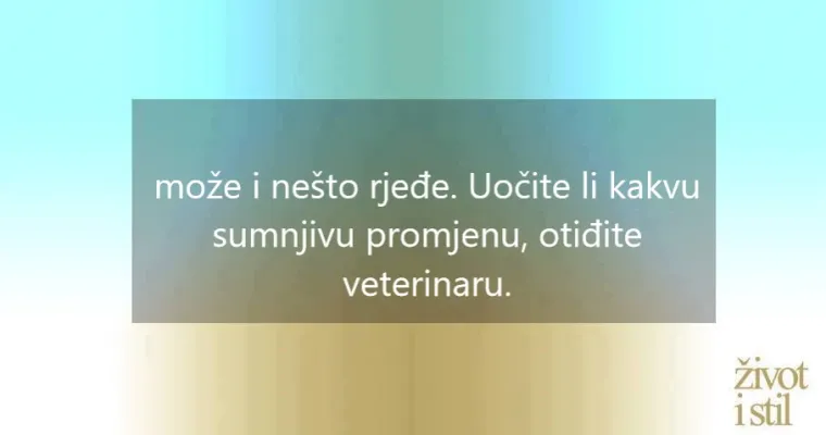 I kućni ljubimci mogu oboljeti od melanoma: ovo su simptomi raka kože kod pasa i mačaka