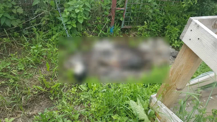 Još jedan stravičan slučaj okrutnosti: raspadnuto tijelo psa koji je bio zavezan za ogradu