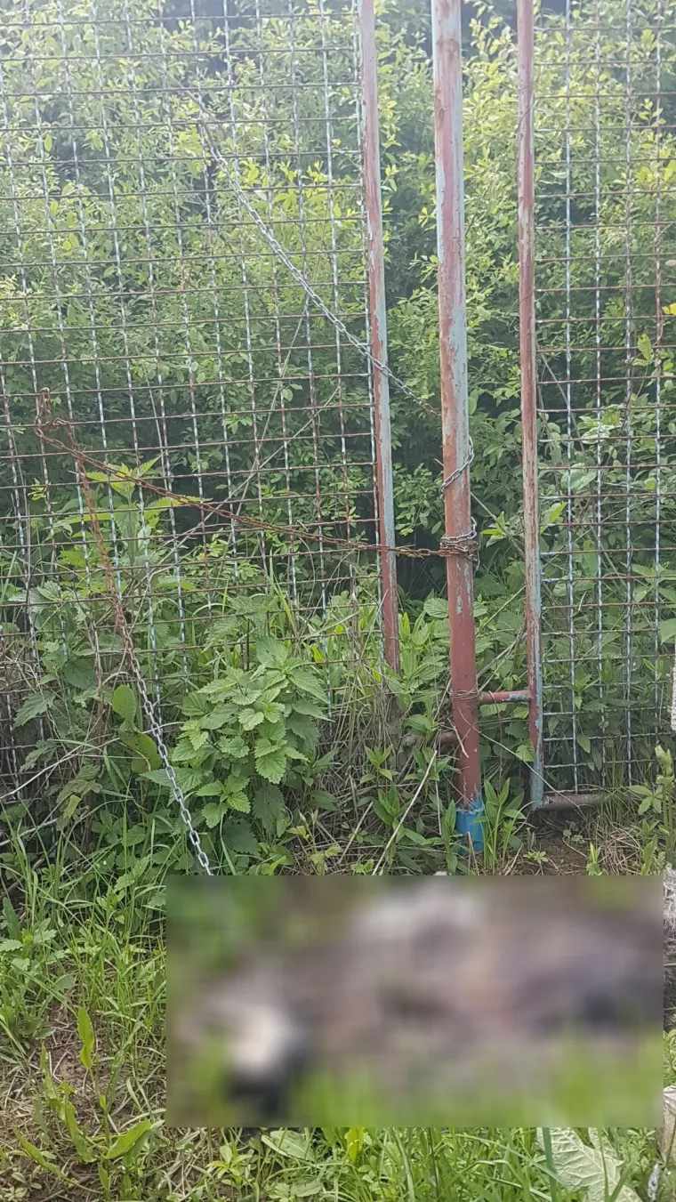 Još jedan stravičan slučaj okrutnosti: raspadnuto tijelo psa koji je bio zavezan za ogradu