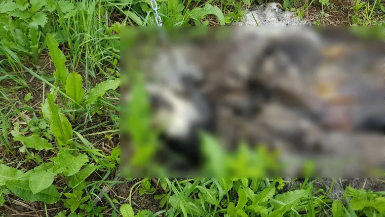 Još jedan stravičan slučaj okrutnosti: raspadnuto tijelo psa koji je bio zavezan za ogradu