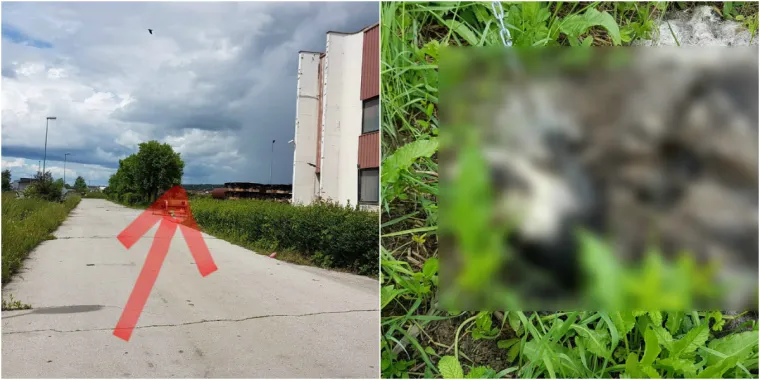 Jo&scaron; jedan stravičan slučaj okrutnosti: raspadnuto tijelo psa koji je bio zavezan za ogradu