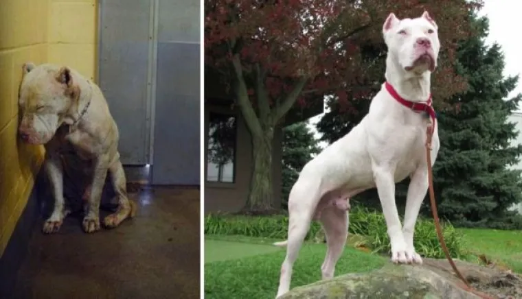 Probajte ne zaplakati: Prekrasne fotke pasa prije i poslije udomljavanja