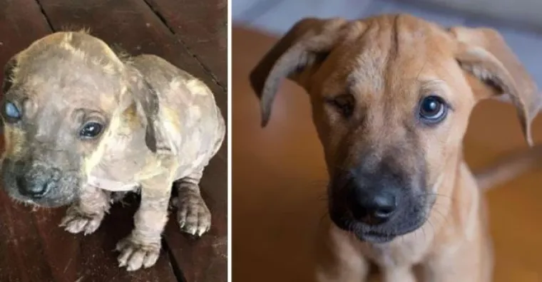 Probajte ne zaplakati: Prekrasne fotke pasa prije i poslije udomljavanja