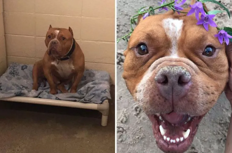 Probajte ne zaplakati: Prekrasne fotke pasa prije i poslije udomljavanja