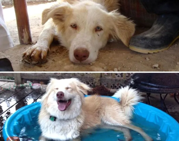 Probajte ne zaplakati: Prekrasne fotke pasa prije i poslije udomljavanja