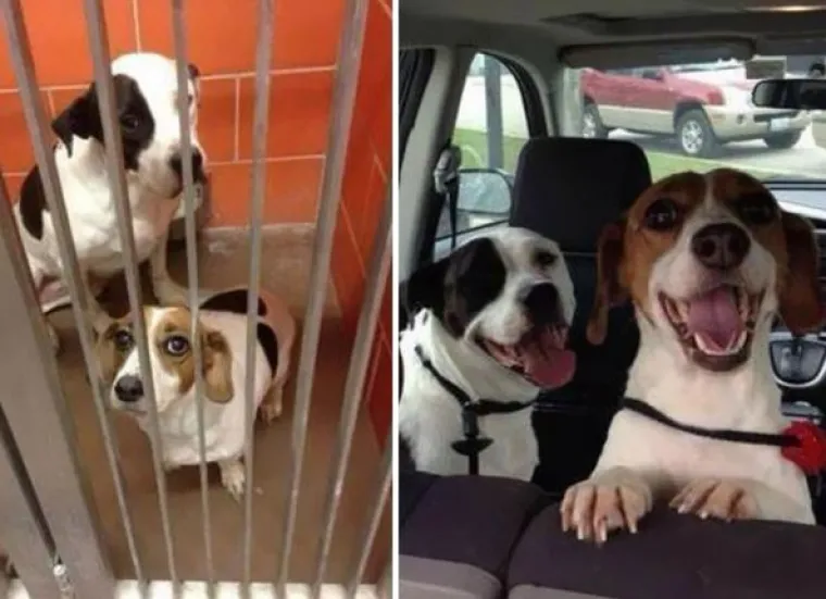 Probajte ne zaplakati: Prekrasne fotke pasa prije i poslije udomljavanja