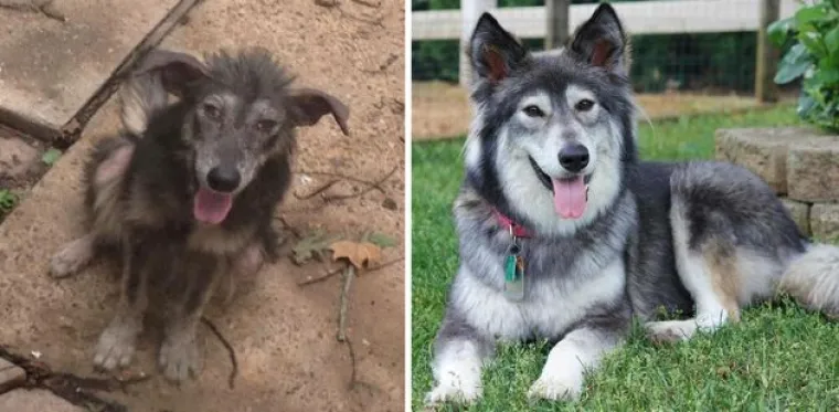 Probajte ne zaplakati: Prekrasne fotke pasa prije i poslije udomljavanja