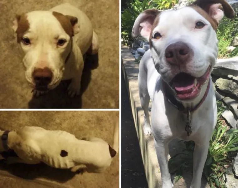 Probajte ne zaplakati: Prekrasne fotke pasa prije i poslije udomljavanja