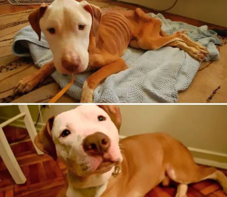 Probajte ne zaplakati: Prekrasne fotke pasa prije i poslije udomljavanja