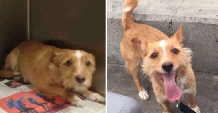 Probajte ne zaplakati: Prekrasne fotke pasa prije i poslije udomljavanja