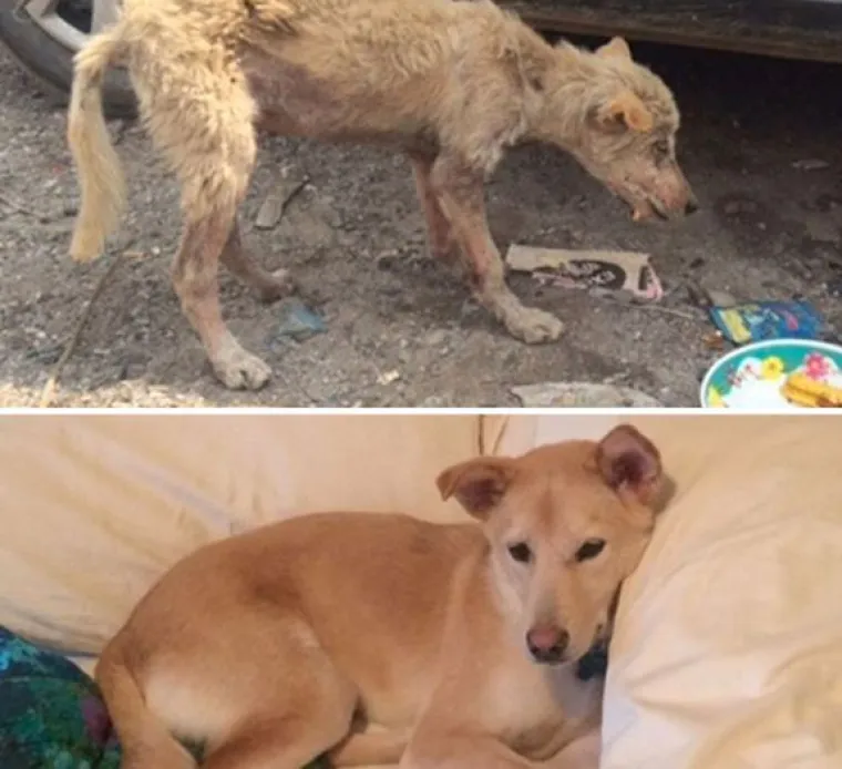 Probajte ne zaplakati: Prekrasne fotke pasa prije i poslije udomljavanja