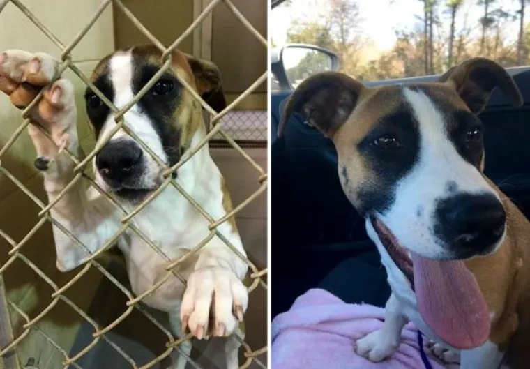 Probajte ne zaplakati: Prekrasne fotke pasa prije i poslije udomljavanja