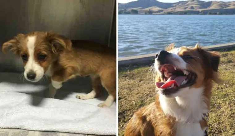 Probajte ne zaplakati: Prekrasne fotke pasa prije i poslije udomljavanja