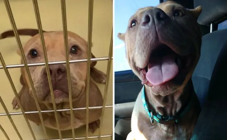 Probajte ne zaplakati: Prekrasne fotke pasa prije i poslije udomljavanja