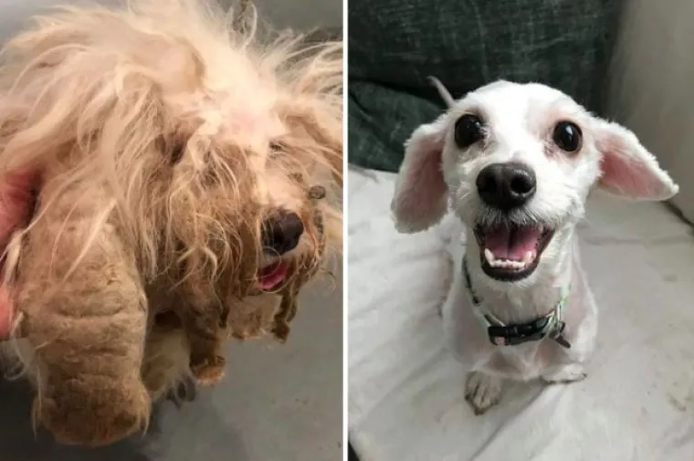 Probajte ne zaplakati: Prekrasne fotke pasa prije i poslije udomljavanja