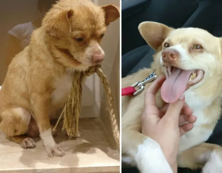 Probajte ne zaplakati: Prekrasne fotke pasa prije i poslije udomljavanja