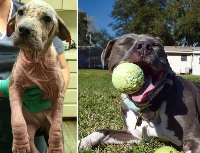 Probajte ne zaplakati: Prekrasne fotke pasa prije i poslije udomljavanja