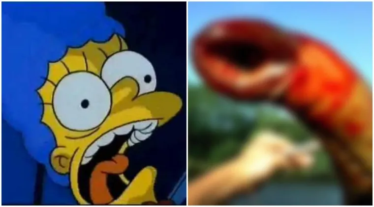 Životinje koje izgledaju kao falusi i koje nikada ne želimo vidjeti uživo