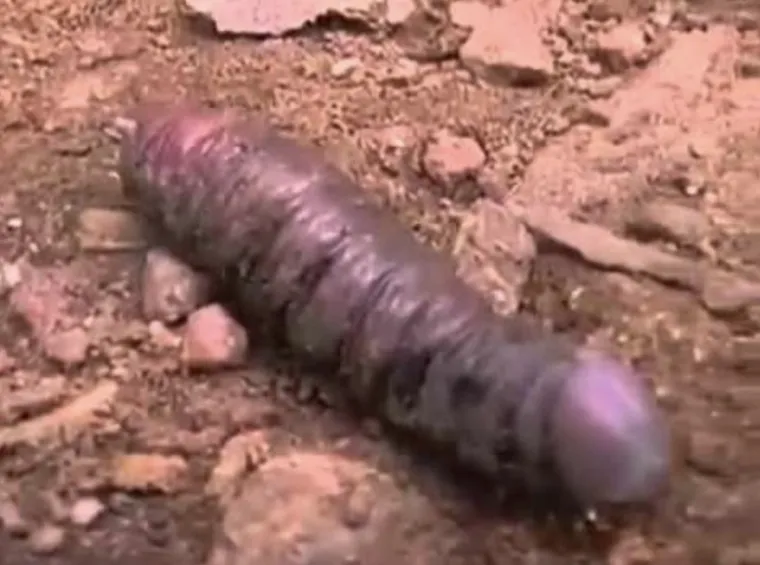 Životinje koje izgledaju kao falusi i koje nikada ne želimo vidjeti uživo