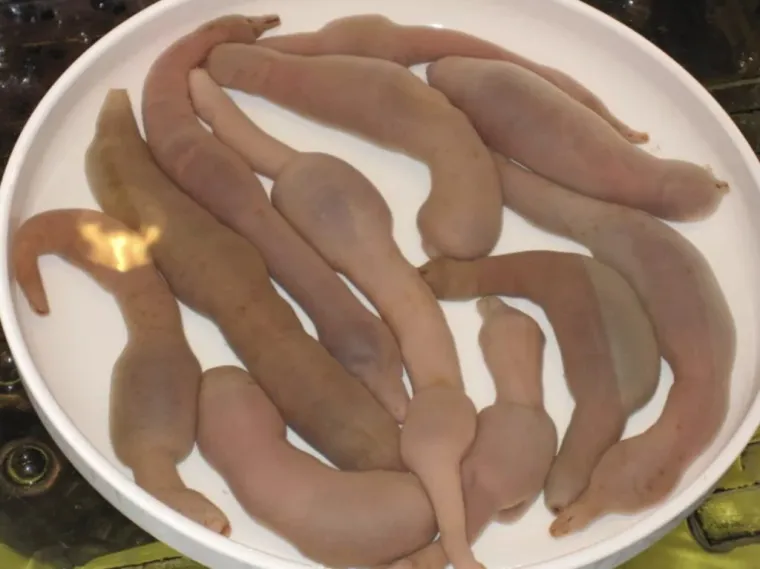 Životinje koje izgledaju kao falusi i koje nikada ne želimo vidjeti uživo