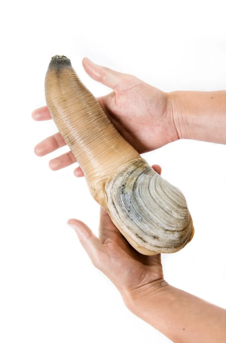 Životinje koje izgledaju kao falusi i koje nikada ne želimo vidjeti uživo