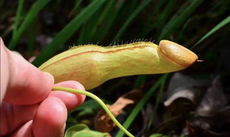 Životinje koje izgledaju kao falusi i koje nikada ne želimo vidjeti uživo
