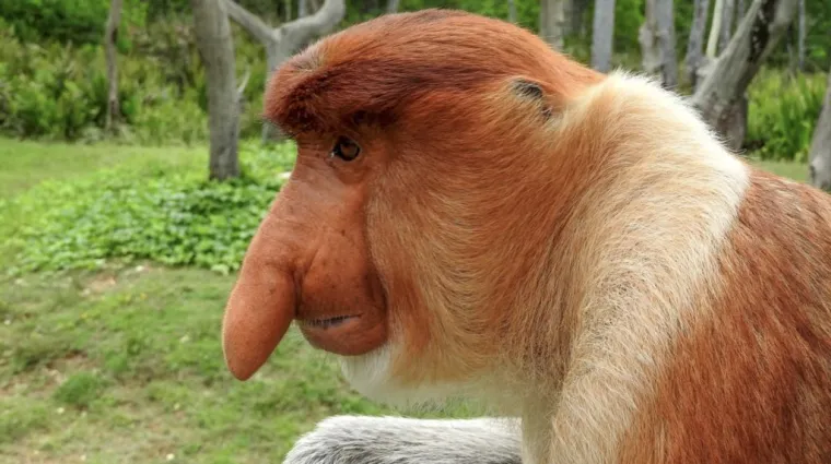 Životinje koje izgledaju kao falusi i koje nikada ne želimo vidjeti uživo