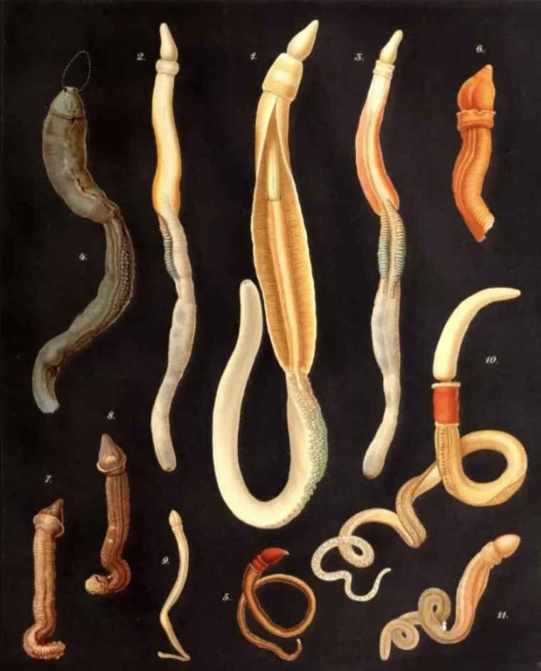 Životinje koje izgledaju kao falusi i koje nikada ne želimo vidjeti uživo