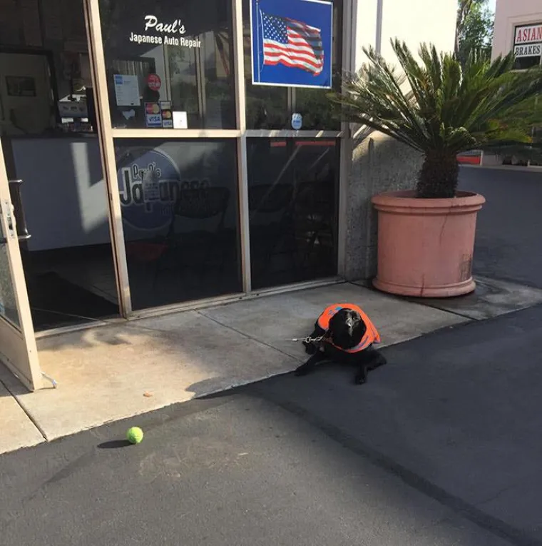 Pasji živote: Ovi psi su u jako ozbiljnim radnim odnosima