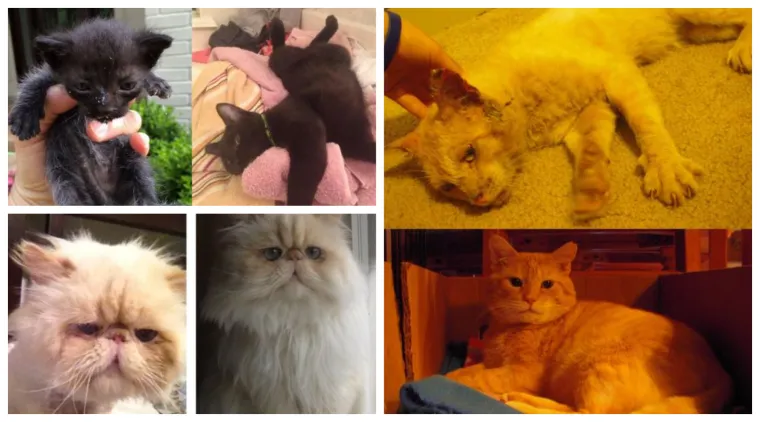 Ovim macama je dana druga &scaron;ansa: 20 preslatkih fotki prije i poslije udomljavanja