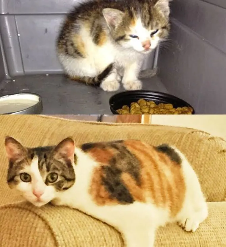 Ovim macama je dana druga &scaron;ansa: 20 preslatkih fotki prije i poslije udomljavanja