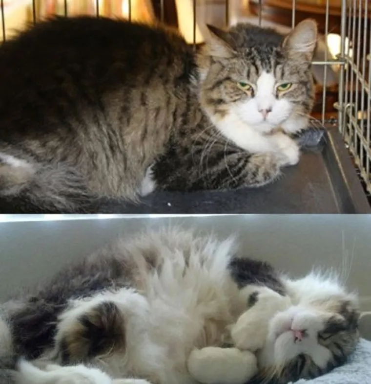 Ovim macama je dana druga &scaron;ansa: 20 preslatkih fotki prije i poslije udomljavanja