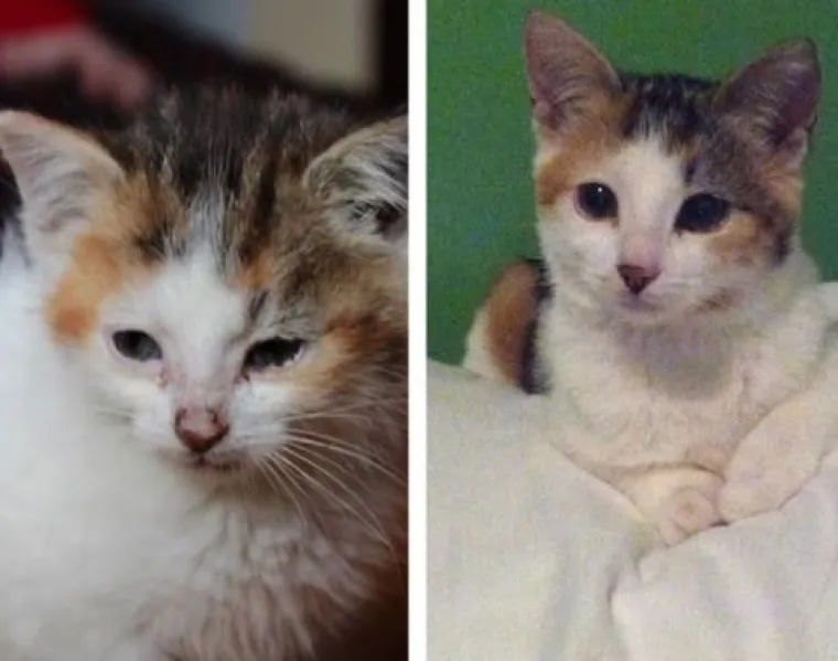 Ovim macama je dana druga &scaron;ansa: 20 preslatkih fotki prije i poslije udomljavanja