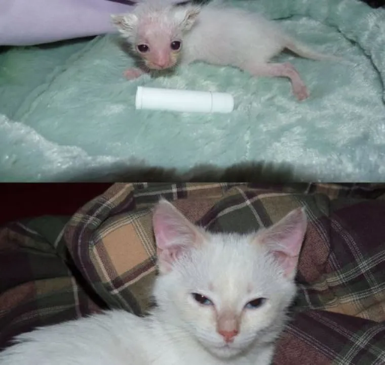 Ovim macama je dana druga &scaron;ansa: 20 preslatkih fotki prije i poslije udomljavanja