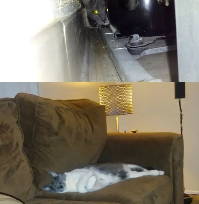 Ovim macama je dana druga &scaron;ansa: 20 preslatkih fotki prije i poslije udomljavanja