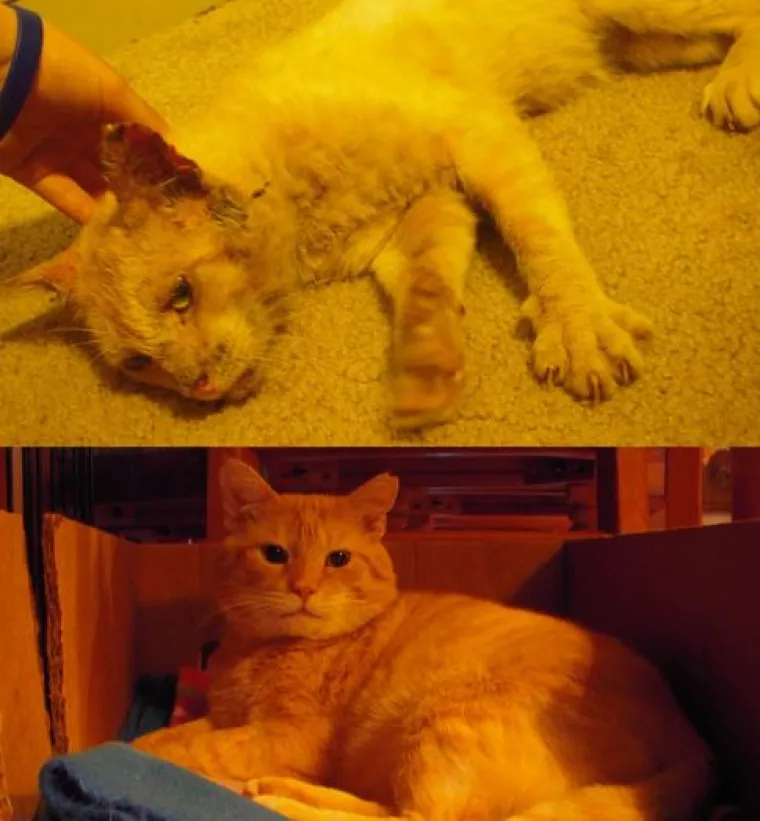 Ovim macama je dana druga &scaron;ansa: 20 preslatkih fotki prije i poslije udomljavanja