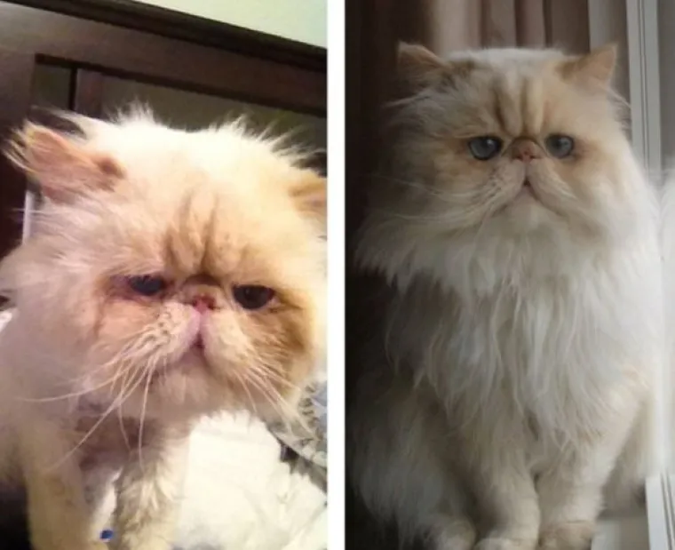 Ovim macama je dana druga &scaron;ansa: 20 preslatkih fotki prije i poslije udomljavanja