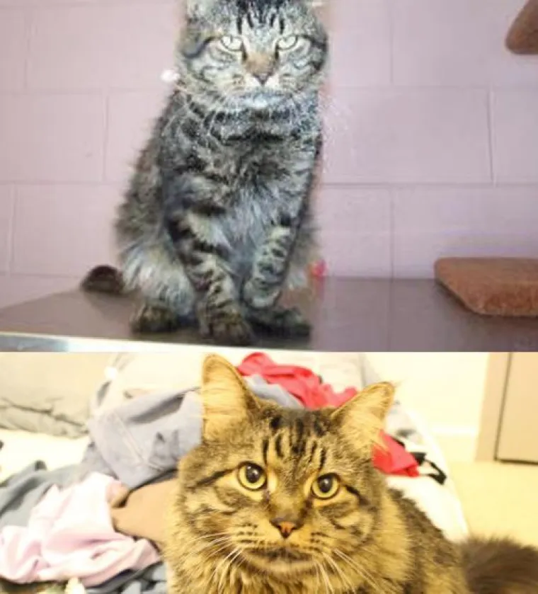 Ovim macama je dana druga &scaron;ansa: 20 preslatkih fotki prije i poslije udomljavanja