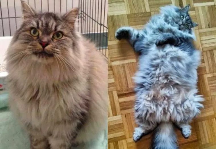 Ovim macama je dana druga &scaron;ansa: 20 preslatkih fotki prije i poslije udomljavanja