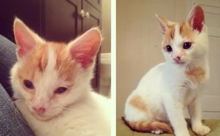 Ovim macama je dana druga &scaron;ansa: 20 preslatkih fotki prije i poslije udomljavanja