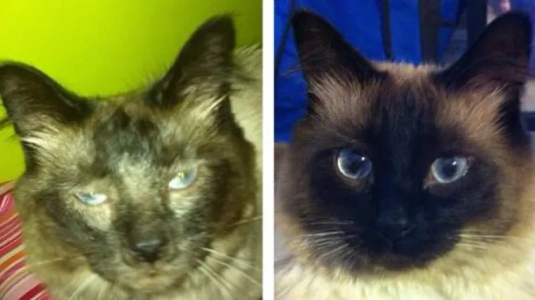 Ovim macama je dana druga &scaron;ansa: 20 preslatkih fotki prije i poslije udomljavanja