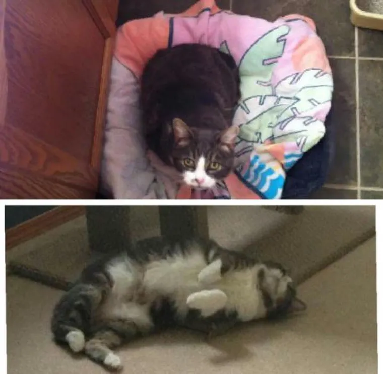 Ovim macama je dana druga &scaron;ansa: 20 preslatkih fotki prije i poslije udomljavanja