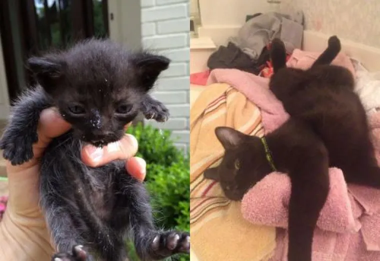 Ovim macama je dana druga &scaron;ansa: 20 preslatkih fotki prije i poslije udomljavanja