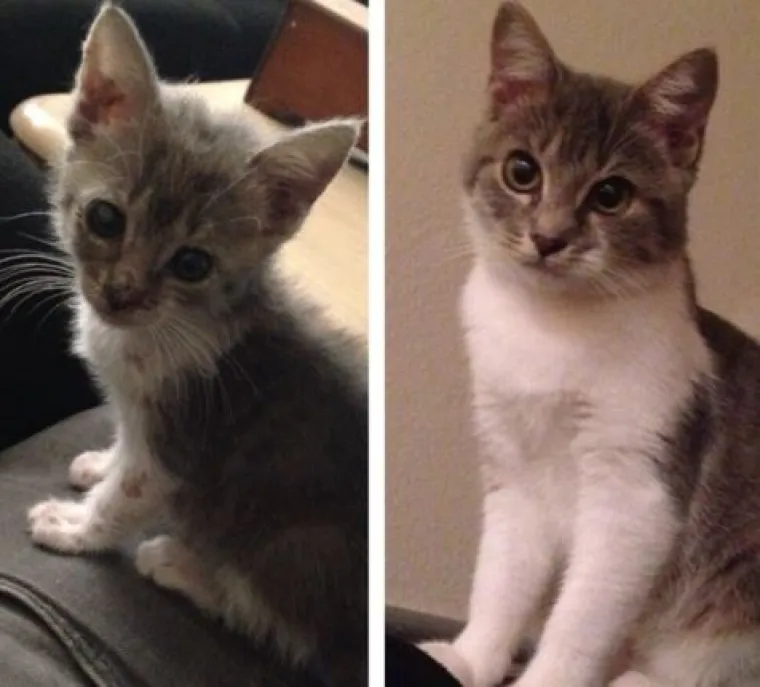 Ovim macama je dana druga &scaron;ansa: 20 preslatkih fotki prije i poslije udomljavanja