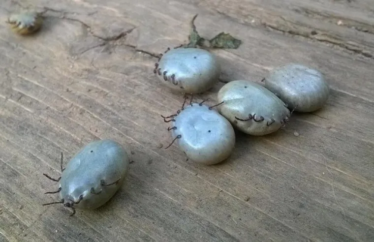 Ulazite na vlastiti rizik: Najjezivije fotografije iz bespuća interneta